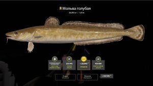 ОТЛИЧНЫЙ ФАРМ НА НОРВЕЖСКОМ МОРЕ НА МЕЛКИХ БАНКАХ В РУССКОЙ РЫБАЛКЕ 4 РР4