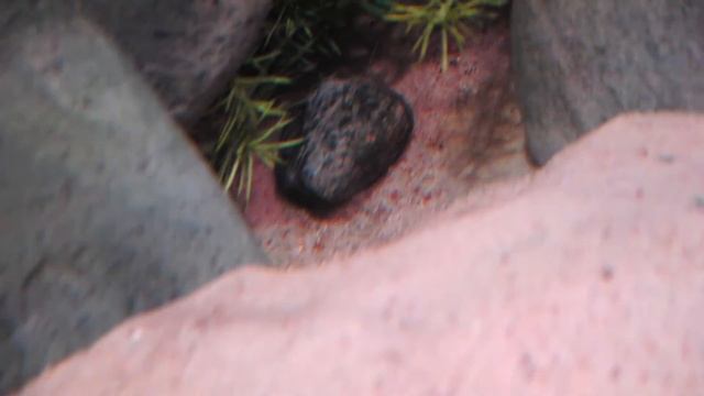 Julidochromis transcriptus Kissi смотреть онлайн