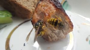 Осы едят мясо замедленная съемка