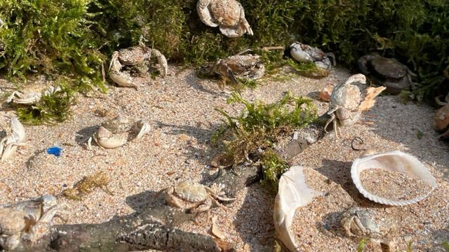 море смотреть онлайн