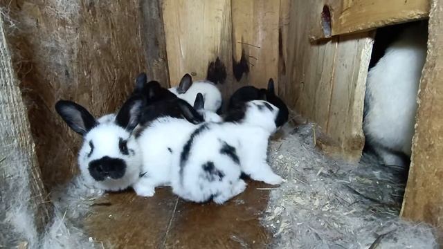 Полосатым крольчата 20 дней!