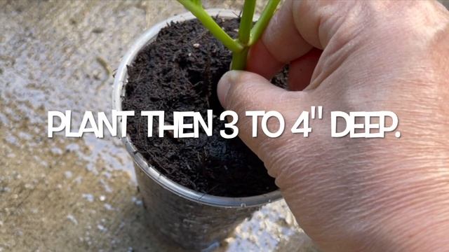 Hydrangea propagation- 95+ % SUCCESS Very easy to follow procedure. Rooting powder is optional.