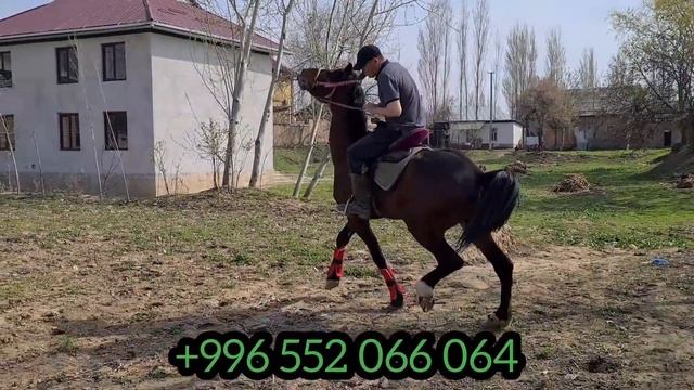 сатылды АТТАР НАК сур КОЁН чыкты 🔥топтун аттары 2022 г. смотреть онлайн