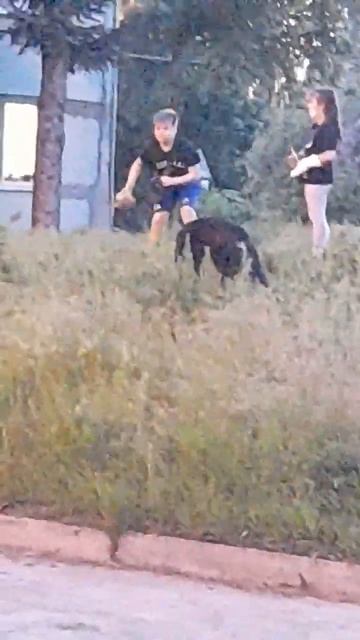 кидают камень в собаку🤕 смотреть онлайн