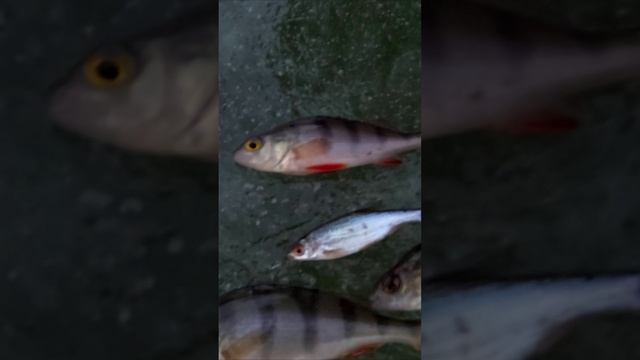 ВЕСЕННЯЯ РАЗДАЧА! ТАКИХ БОЛЬШИХ ОКУНЕЙ ЕЩЁ НЕ ВИДЕЛ! #рыбалка #трофей #егоррыбак смотреть онлайн