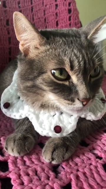 🐾 Кошки в эпоху Возрождения, что примечательного?  Мы с котом весело живем 🐈⬛