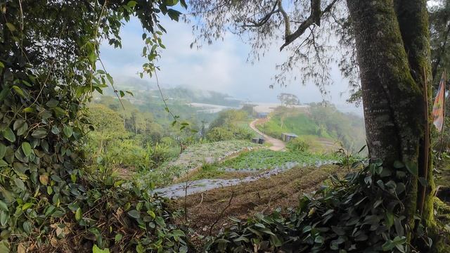 14 Cameron Highlands, Tanah Rata, обзорная площадка чайной долины. Малайзия.
