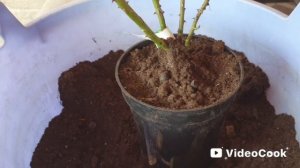 16. 😱 Корневая новых саженцев и посадка в горшок на передержку!