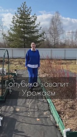 Для отличного урожая голубики, весной необходимо обязательно сделать 2 важные процедуры
