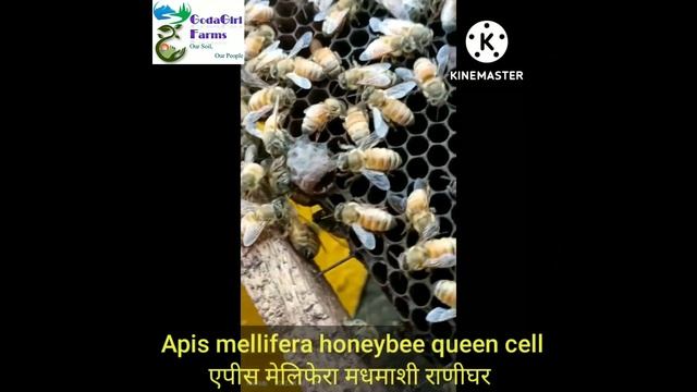 Apis mellifera queen cell एपीस मेलिफेरा राणीघर смотреть онлайн