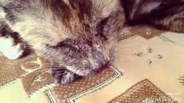 Клип "Моя кошачья жизнь"