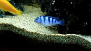 Псевдотрофеус Ломбардо Pseudotropheus lombardoi