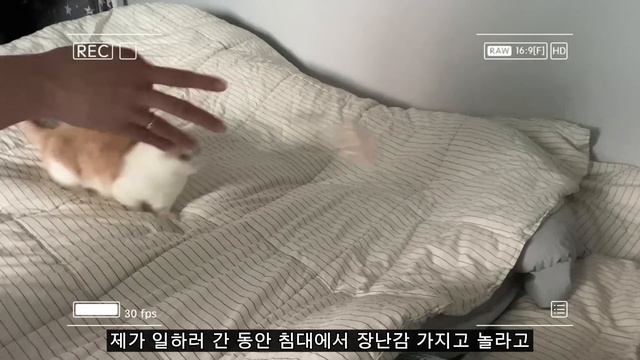 직장인 일상 브이로그 👨👨👧우리가족❤️ (갈비 삼겹살 치킨 먹방/고양이 남친 선물/먼치킨 초원씨/Vlog/gay couple