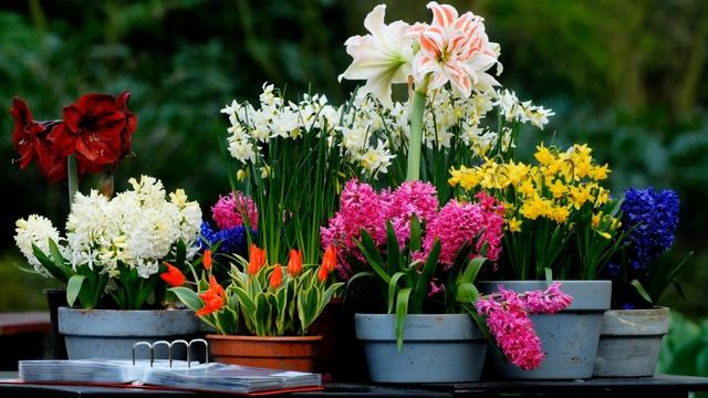 ЭТИ ЦВЕТЫ НУЖНО ВЫСАЖИВАТЬ ОСЕНЬЮ смотреть онлайн