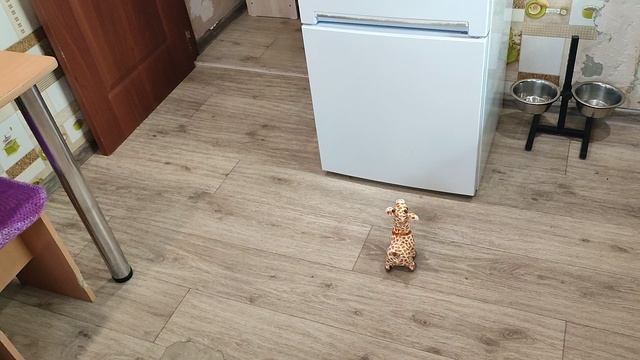 Ася и жираф. Собака. Бигль. смотреть онлайн