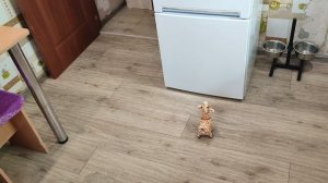 Ася и жираф. Собака. Бигль.