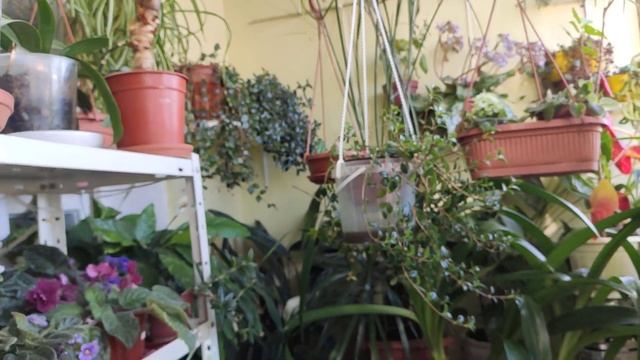 8.10.2021г.Цветочные новости 🌱🌵😉как утеплены наши лоджии. смотреть онлайн