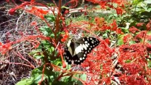 Papilio demoleus (Linnaeus, 1758; динамика).