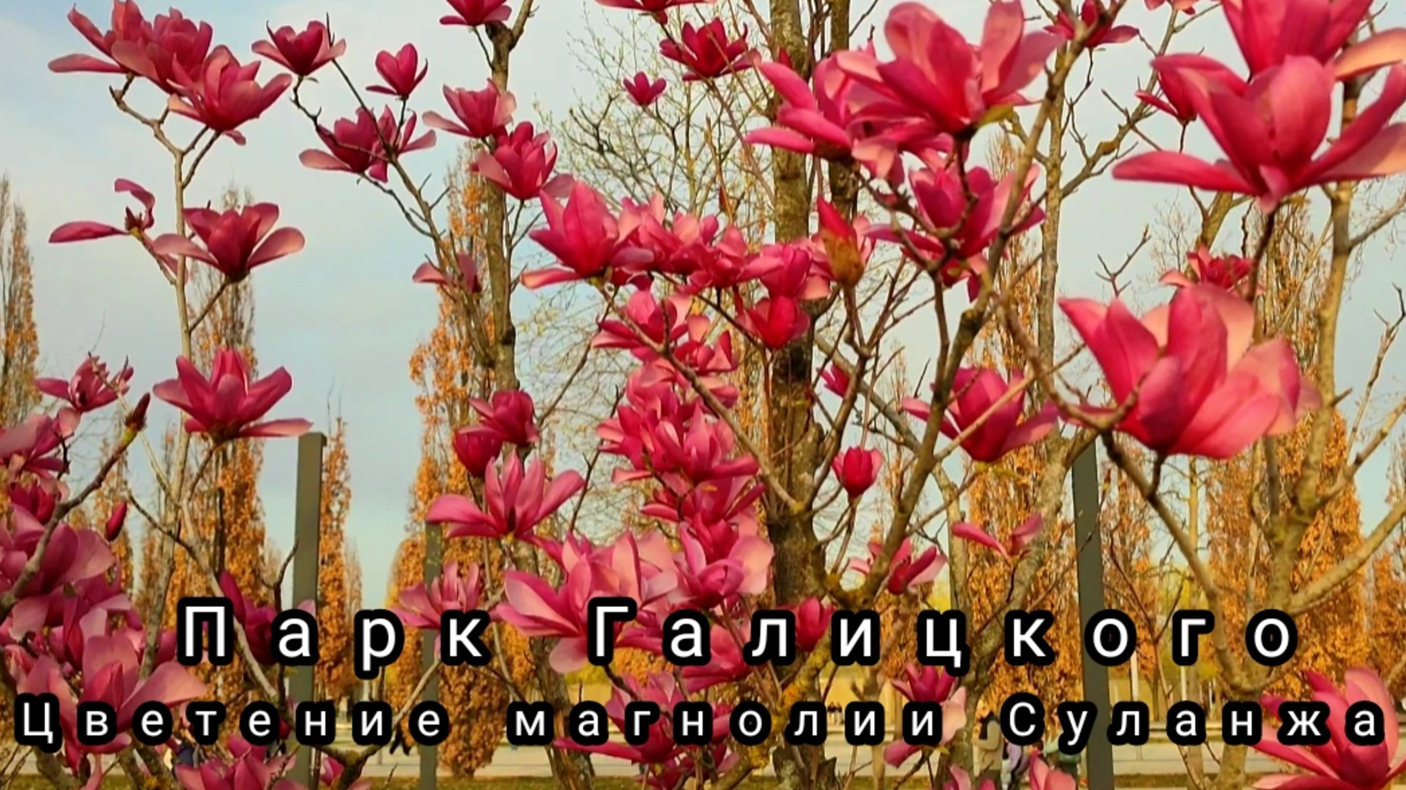 🌺Цветение магнолии Суланжа в парке Галицкого🌺