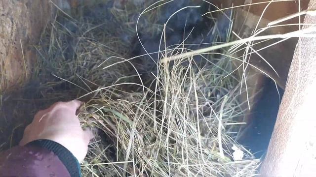 Обзор кроличьего хозяйства и немного про гусей.