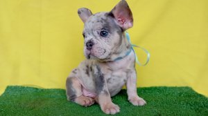 Щенок французский бульдог