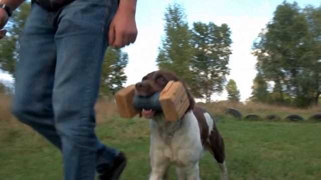 Рекламный ролик для DogWinner - Продвижение инфобизнеса - №2 смотреть онлайн