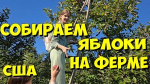 США. Собираем яблоки на ферме
