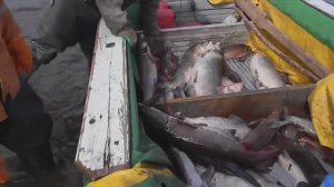 Остров Тит Ары Якутия