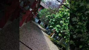 #пицунда#алахадзы#"ТомИло " на берегуиморя
подробнее на сайте https://abkhbook.ru  в разделе Алахадз