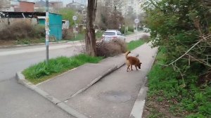 Прогулялись втроём .