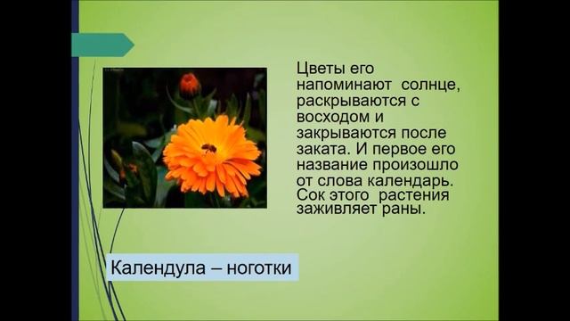 Видео-презентация Лекарственные растения Дона смотреть онлайн