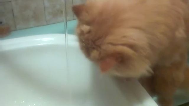 Кот Фокс пьет воду только из под крана...хохма смотреть онлайн