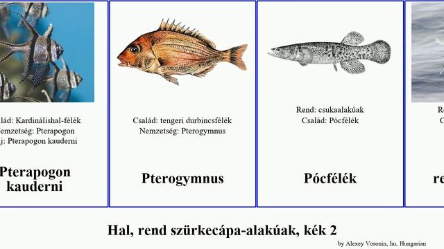 Hal, rend szürkecápa-alakúak, kék 2 mélytengeri fish pataki japonicus muskellunge orbicularis póc смотреть онлайн