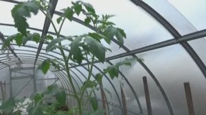 Высадила первые томаты в теплицу 2 апреля 2025 года. Обзор рассады томатов перед высадкой.