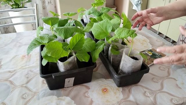 Уход за баклажанами. Подсыпаю землю, делаю подкормку. Чтобы рассада не вытягивалась и была коренасто