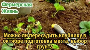 Можно ли пересадить клубнику в октябре подготовка места, выбор грунта