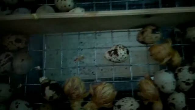 Вылупление перепелят. Породы техасы. смотреть онлайн