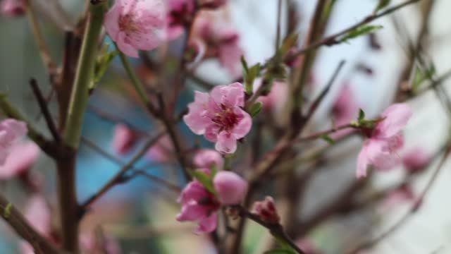 Helios 44M-4 в деле: советская классика в XXI веке! Съёмка камерой Canon M50