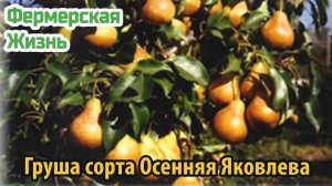 Груша сорта Осенняя Яковлева