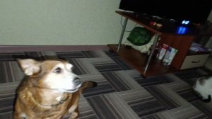 Любимочки наши.