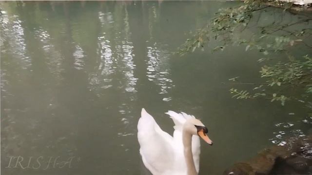 Отпуск   Сочи   Дендрарий 2023 год ,июнь смотреть онлайн