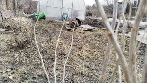 Как отличить почки на смородине, в которых поселился почковый клещ, от здоровых почек.