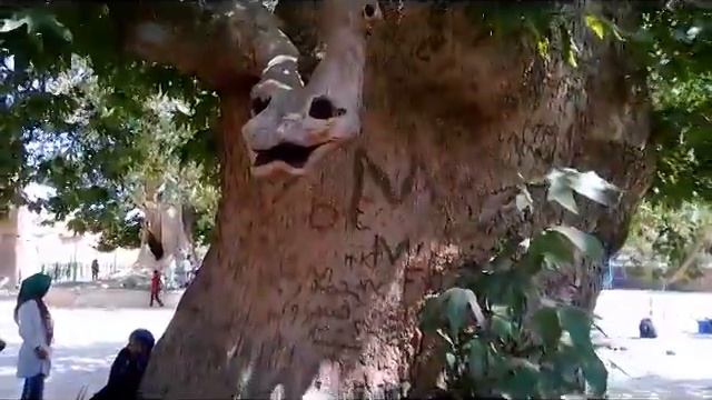 Snake head style Tree branch with long history Iran شاخه درخت شبیه سر مار در شهر بوانات فارس смотреть онлайн