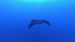 Встреча с морским дьяволом