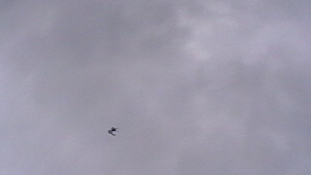 03.04.2025Г.Перекличка.Полетали чуток.