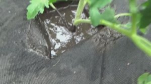 Я люблю "МОКРЫЙ" способ посадки томатов. Высаживаю в "ГРЯЗЬ".