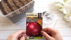 Сею КРАСНЫЙ ЛУК семенами. Лук чернушка. Посев Цинерарии на рассаду.