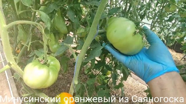 Обзор коллекционных сортов томатов сезона 2024 часть № 2 смотреть онлайн