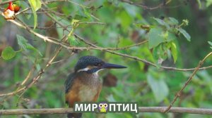Мир птиц – красота и грация пернатых созданий Природы 🦩🦚🦜 Выпуск (4) 🦉🐦🐤