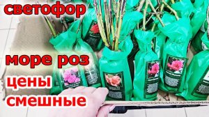 Огоо  Светофор.Море роз по смешной цене.Вкусный шашлык к сезону.Разлетается все на Ура.Апрель 2025